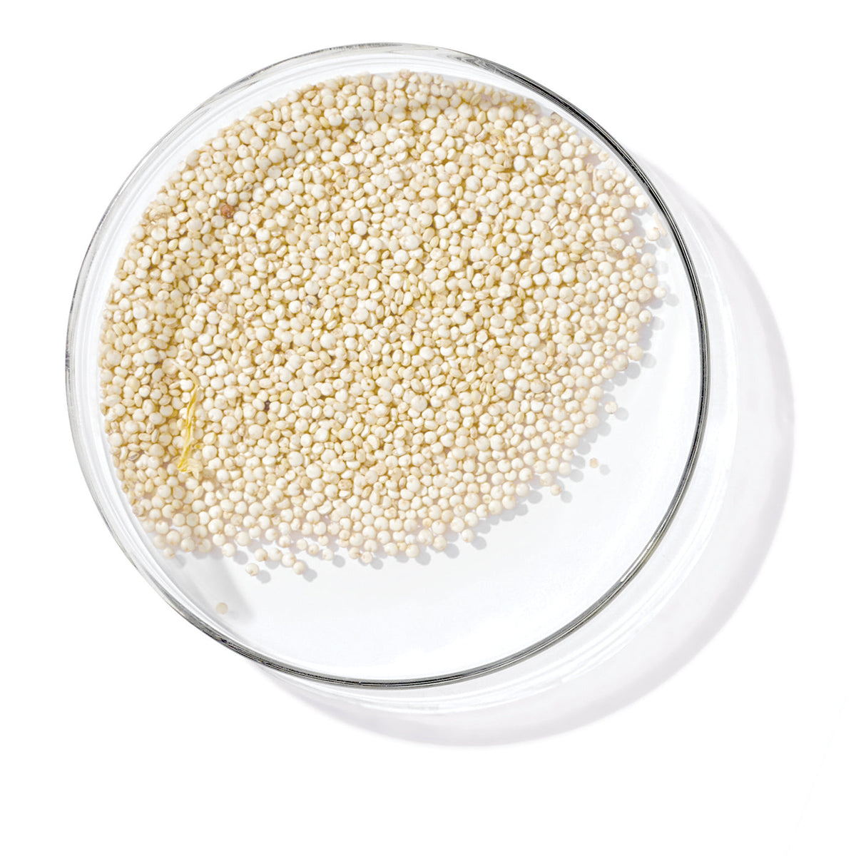 Quinoa Proteins
