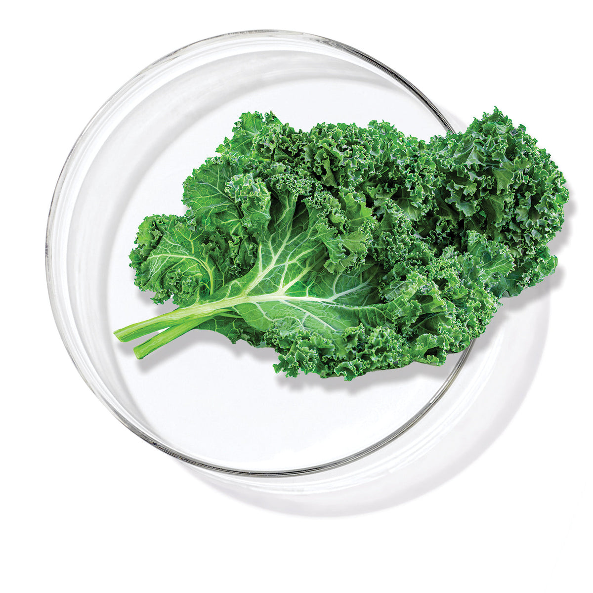 Kale Extract