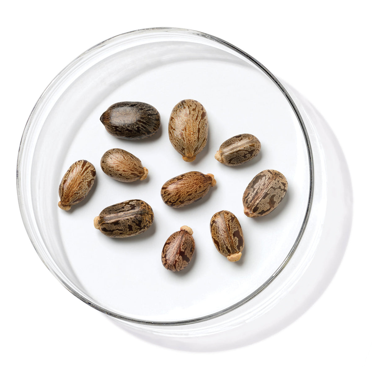 Castor Oil