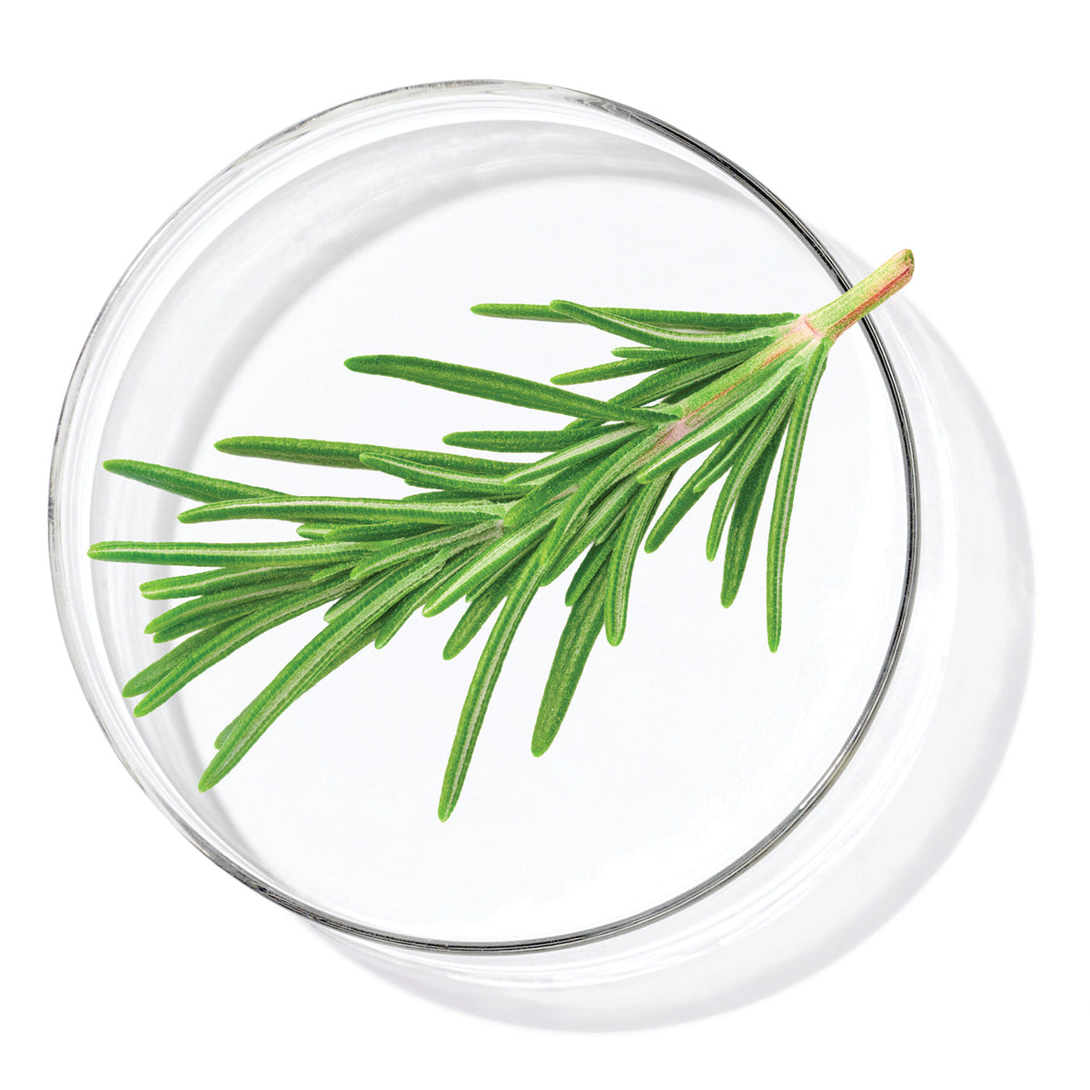 Rosemary Leaf Oil