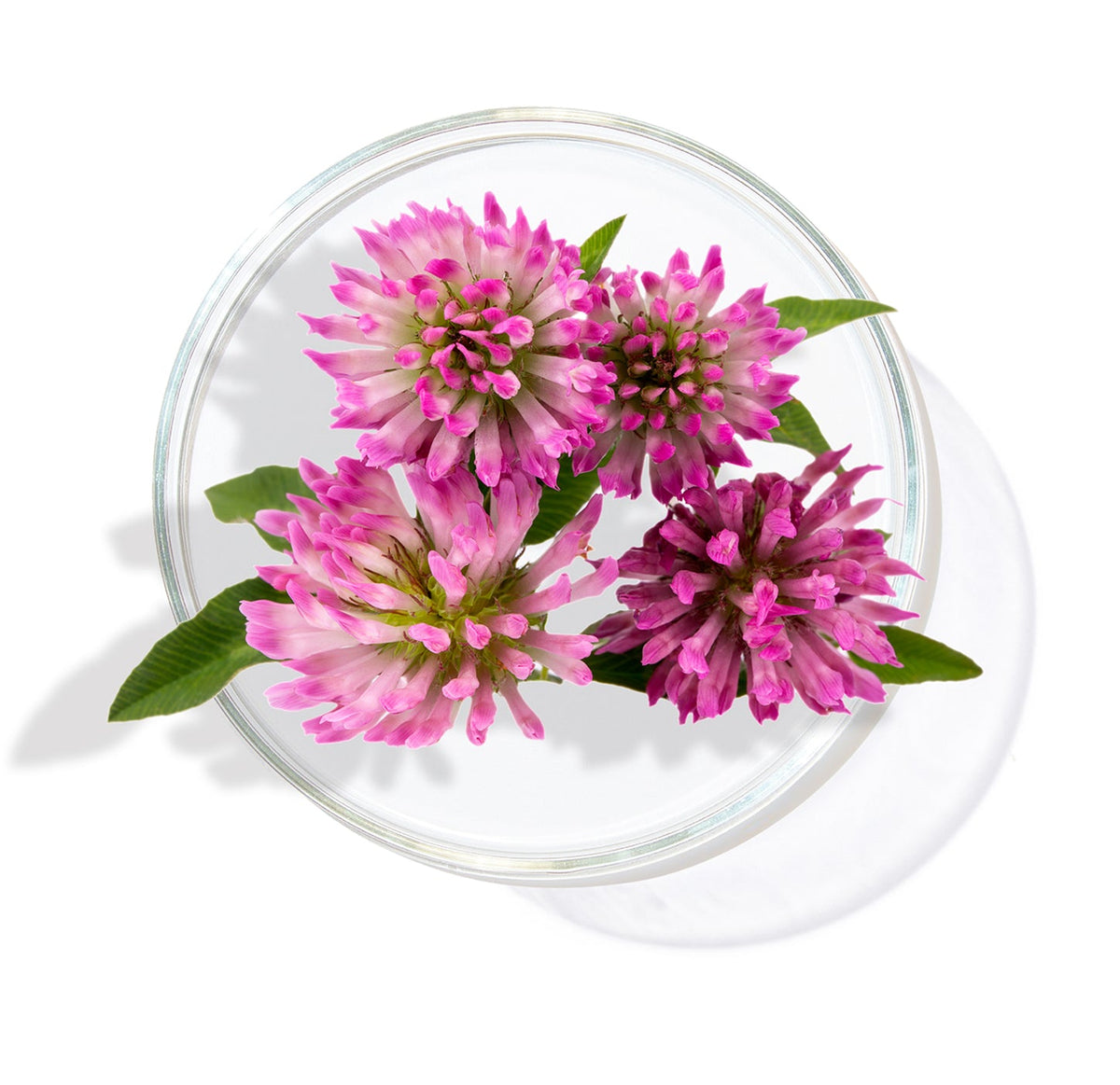 Red Clover Extract