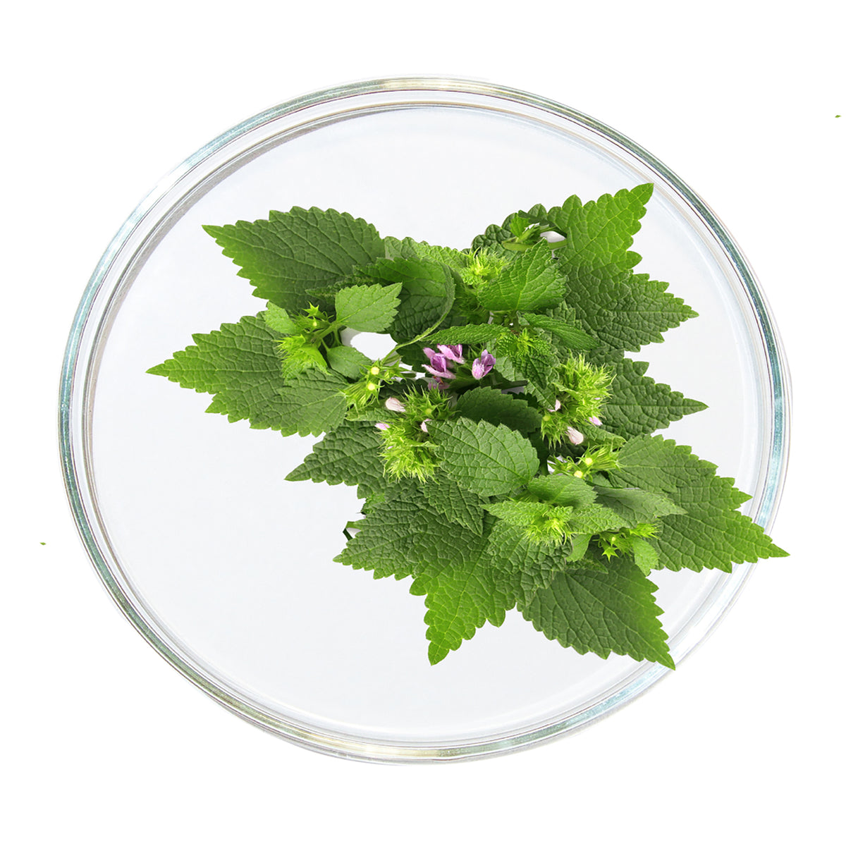Gleditsia Seed Extract