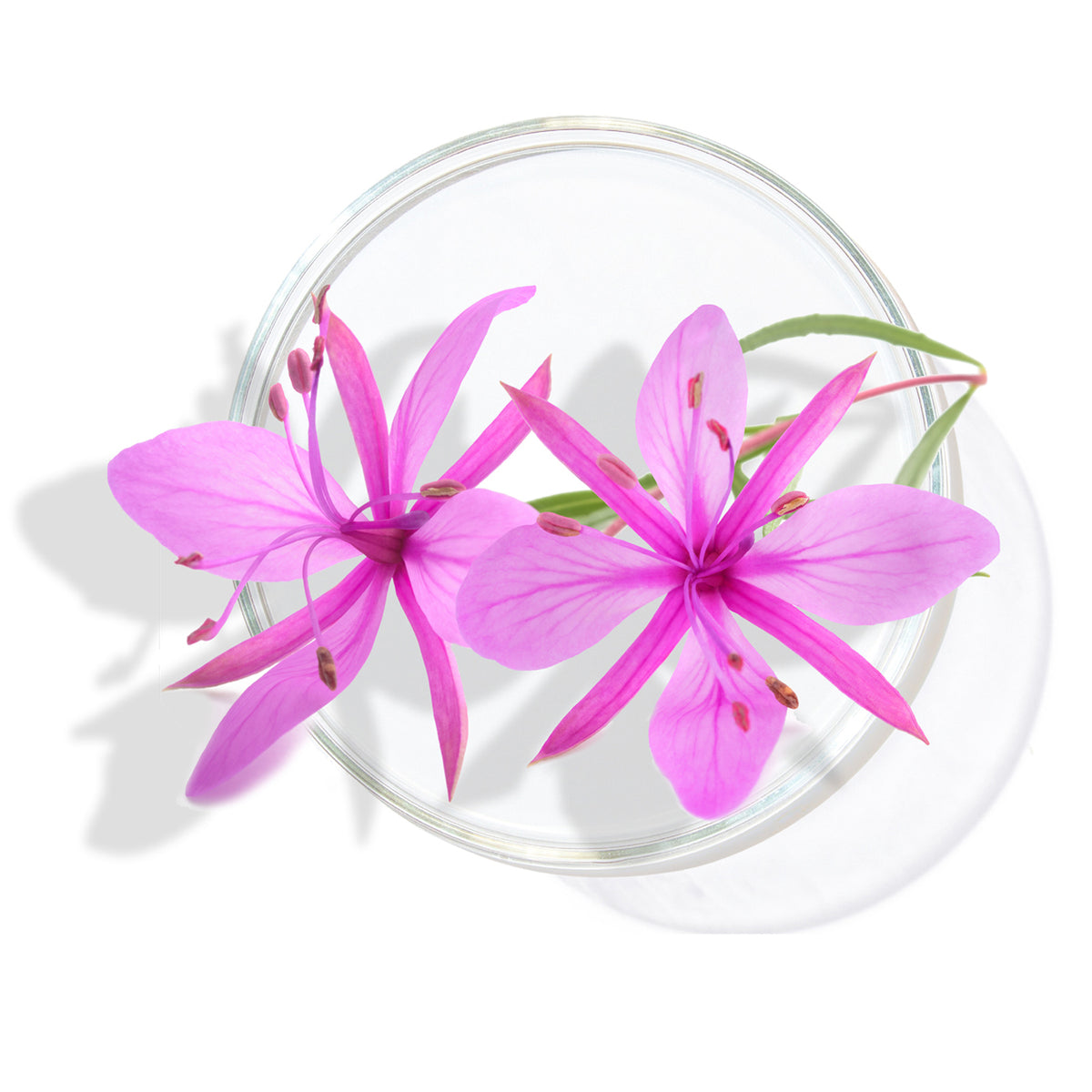 Epilobium Fleischeri