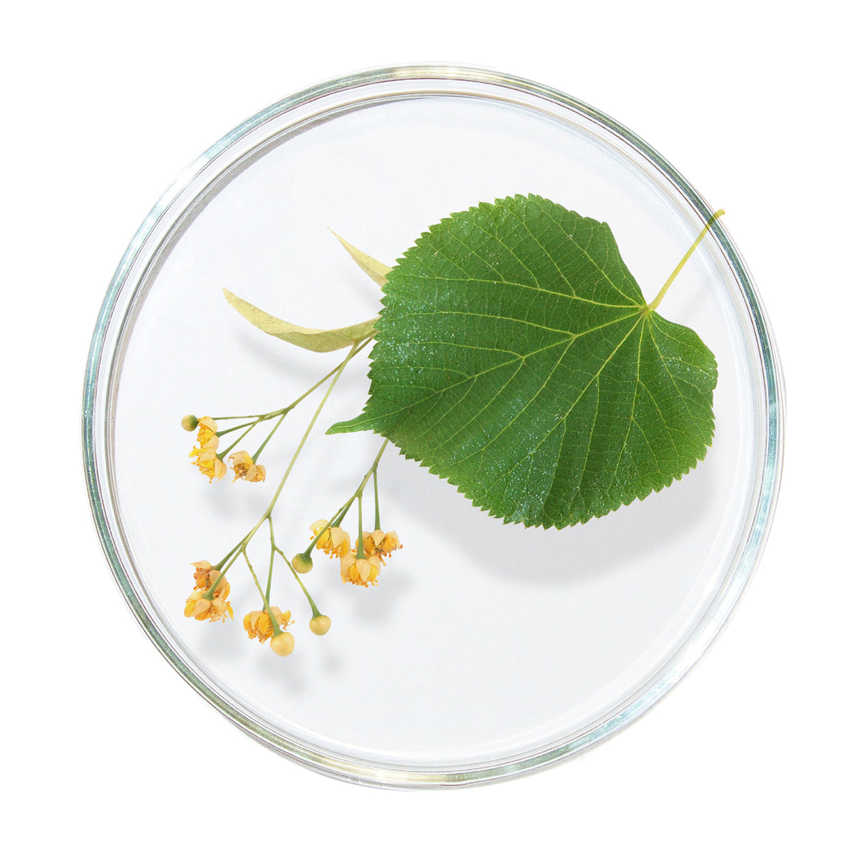 White Nettle Extract