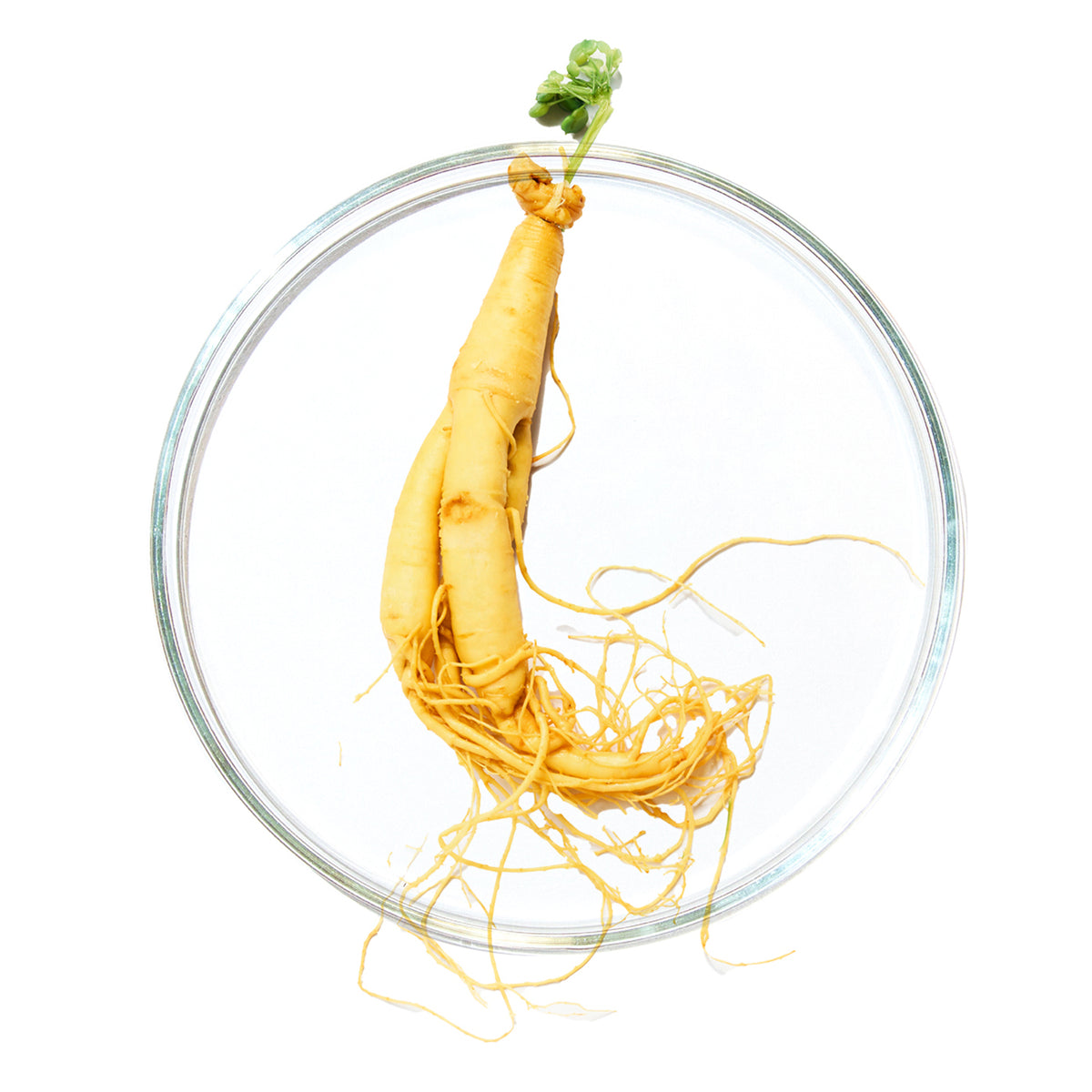 Ginseng Root Extract